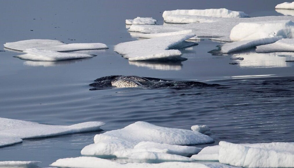 Baffinland critical of report that says shipping to blame for narwhal displacement
